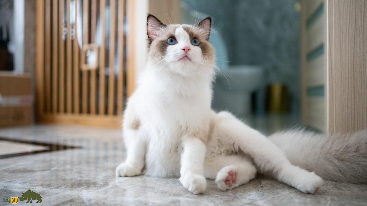 گربه رِگدال؛ گربه خانگی زیبای ۱۰ کیلویی که حاصل جفتگیری برادر و خواهر است گربه رِگدال؛ گربه خانگی زیبای ۱۰ کیلویی که حاصل جفتگیری برادر و خواهر است