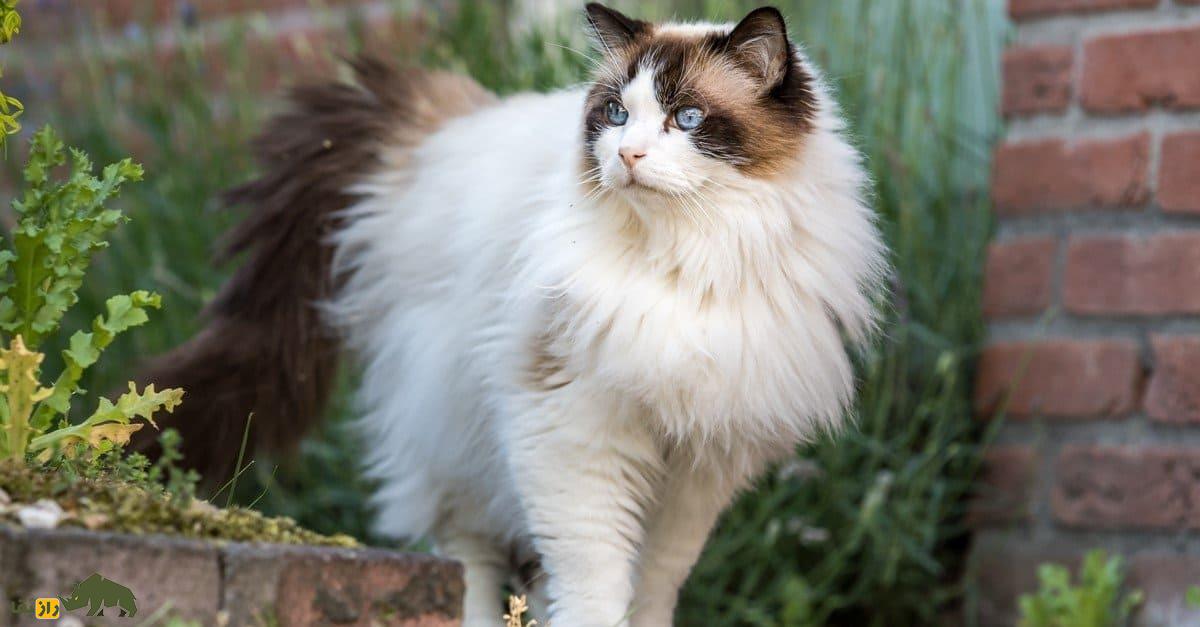 گربه رِگدال؛ گربه خانگی زیبای ۱۰ کیلویی که حاصل جفتگیری برادر و خواهر است گربه رِگدال؛ گربه خانگی زیبای ۱۰ کیلویی که حاصل جفتگیری برادر و خواهر است