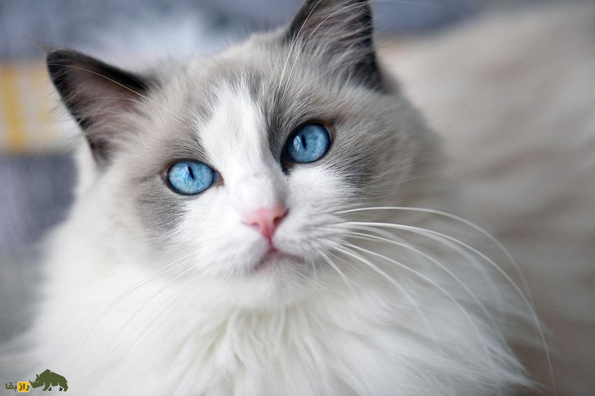 گربه رِگدال؛ گربه خانگی زیبای ۱۰ کیلویی که حاصل جفتگیری برادر و خواهر است گربه رِگدال؛ گربه خانگی زیبای ۱۰ کیلویی که حاصل جفتگیری برادر و خواهر است