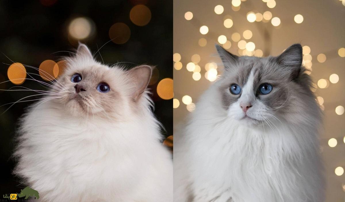 گربه رِگدال؛ گربه خانگی زیبای ۱۰ کیلویی که حاصل جفتگیری برادر و خواهر است گربه رِگدال؛ گربه خانگی زیبای ۱۰ کیلویی که حاصل جفتگیری برادر و خواهر است