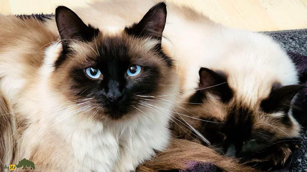 گربه رِگدال؛ گربه خانگی زیبای ۱۰ کیلویی که حاصل جفتگیری برادر و خواهر است گربه رِگدال؛ گربه خانگی زیبای ۱۰ کیلویی که حاصل جفتگیری برادر و خواهر است