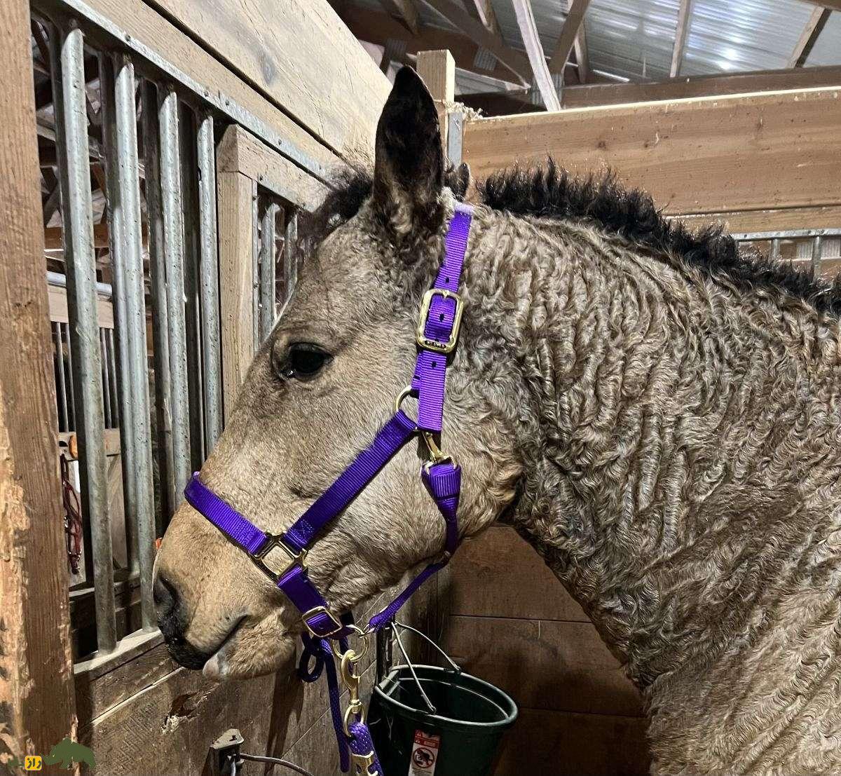 اسب «باشکیر»