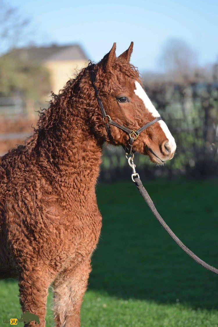 اسب «باشکیر»؛ اسب عجیبی که مثل گوسفند پشم دارد و سالی ۲۷۰۰ کیلو شیر می‌دهد!
