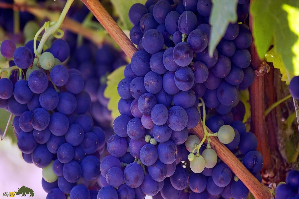 رابطه عجیب گسترش انگور در زمین با انقراض دایناسورها! رابطه عجیب گسترش انگور در زمین با انقراض دایناسورها!