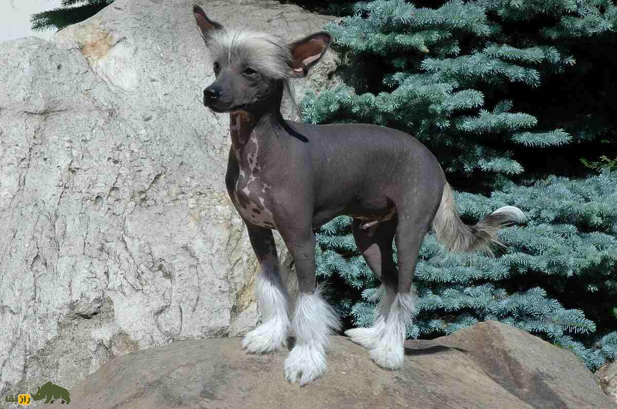 سگ کاکلدار چینی؛ سگ خانگی عجیبی که زشتترین سگ دنیاست سگ کاکلدار چینی؛ سگ خانگی عجیبی که زشتترین سگ دنیاست