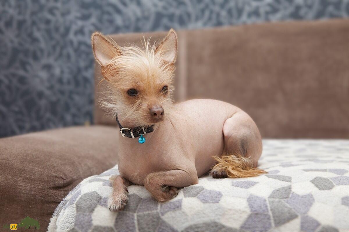 سگ کاکلدار چینی؛ سگ خانگی عجیبی که زشتترین سگ دنیاست سگ کاکلدار چینی؛ سگ خانگی عجیبی که زشتترین سگ دنیاست