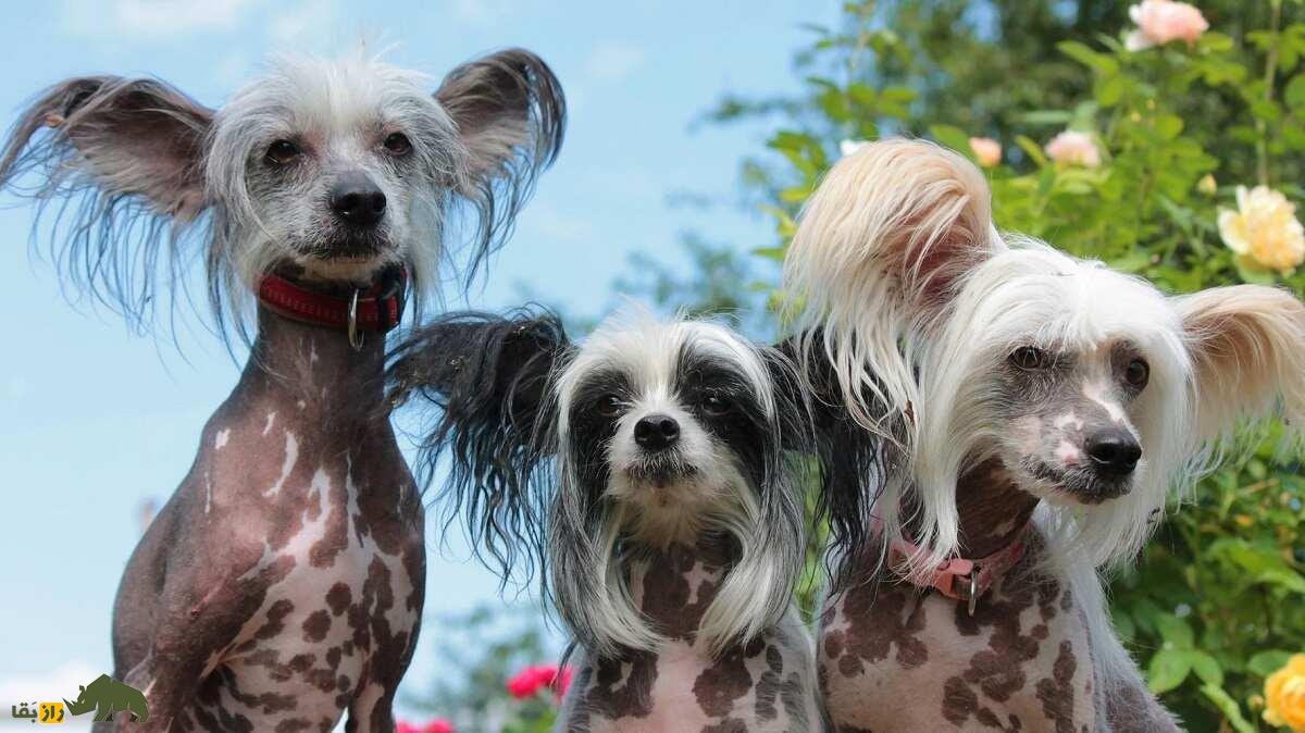 سگ کاکلدار چینی؛ سگ خانگی عجیبی که زشتترین سگ دنیاست سگ کاکلدار چینی؛ سگ خانگی عجیبی که زشتترین سگ دنیاست