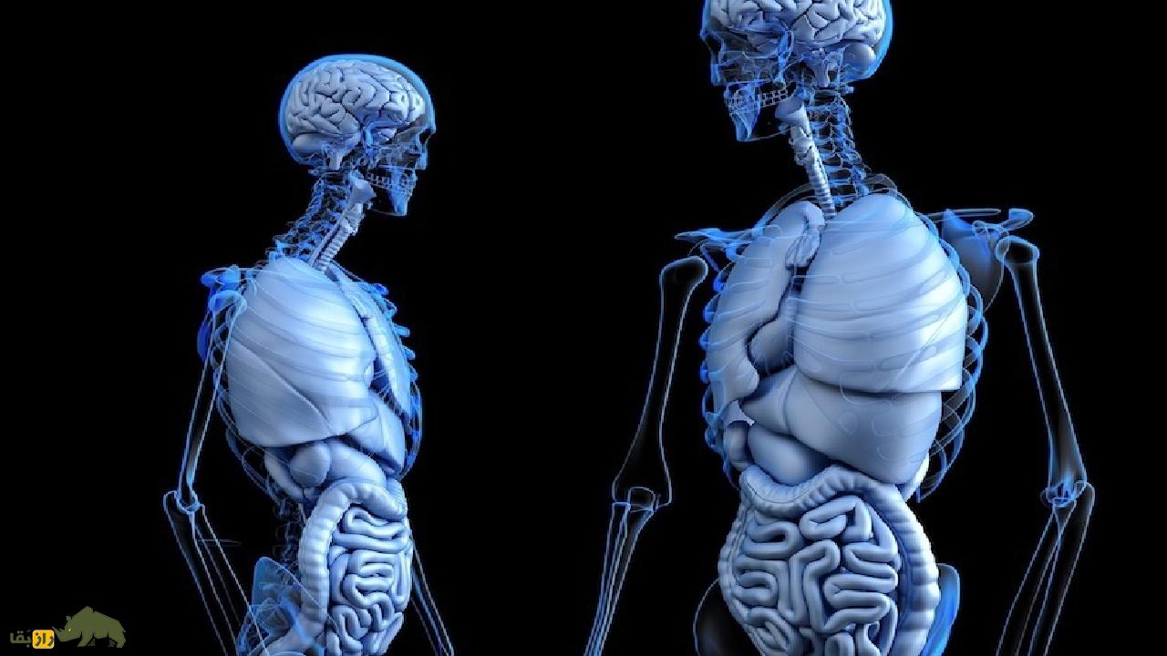 ۹ عضو بی استفاده بدن انسان را بشناسید؛ از نوک پستان مردان تا پلک سوم! ۹ عضو بی استفاده بدن انسان را بشناسید؛ از نوک پستان مردان تا پلک سوم!