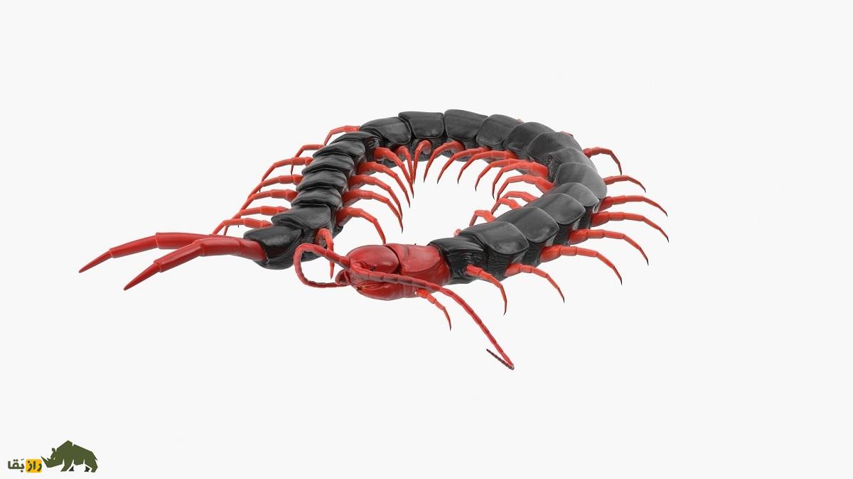 هزارپای کله قرمز چینی؛ خطرناکترین هزارپای جهان که جوش‌ صورت را درمان می‌کند!