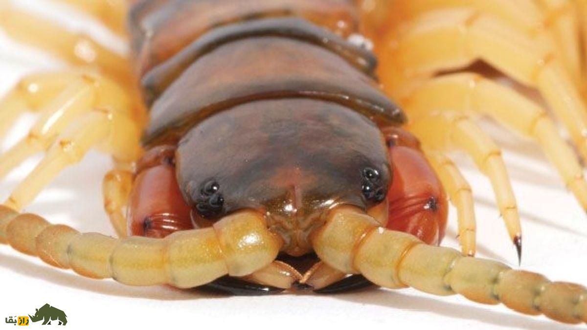 هزارپای سر قرمز چینی؛ خطرناکترین هزارپای جهان که برای درمان جوش استفاده می‌شود