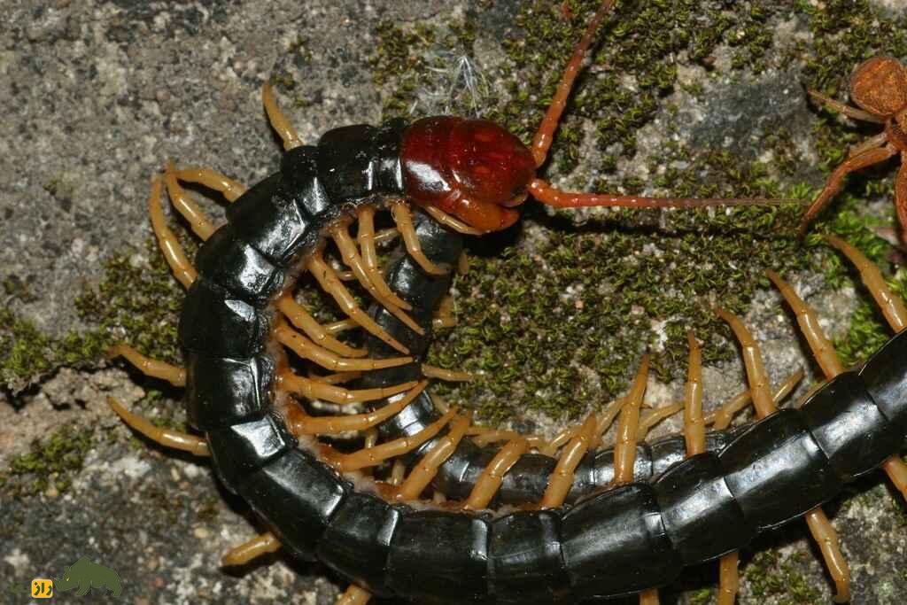 هزارپای سر قرمز چینی؛ خطرناکترین هزارپای جهان که برای درمان جوش استفاده می‌شود