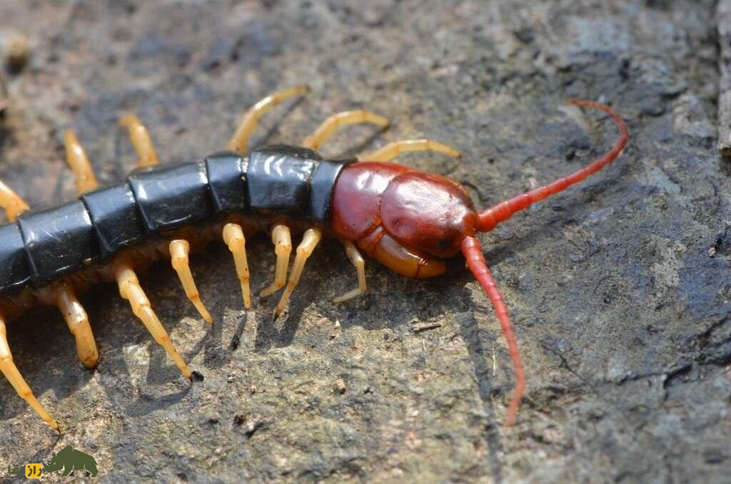 هزارپای سر قرمز چینی؛ خطرناکترین هزارپای جهان که برای درمان جوش استفاده می‌شود