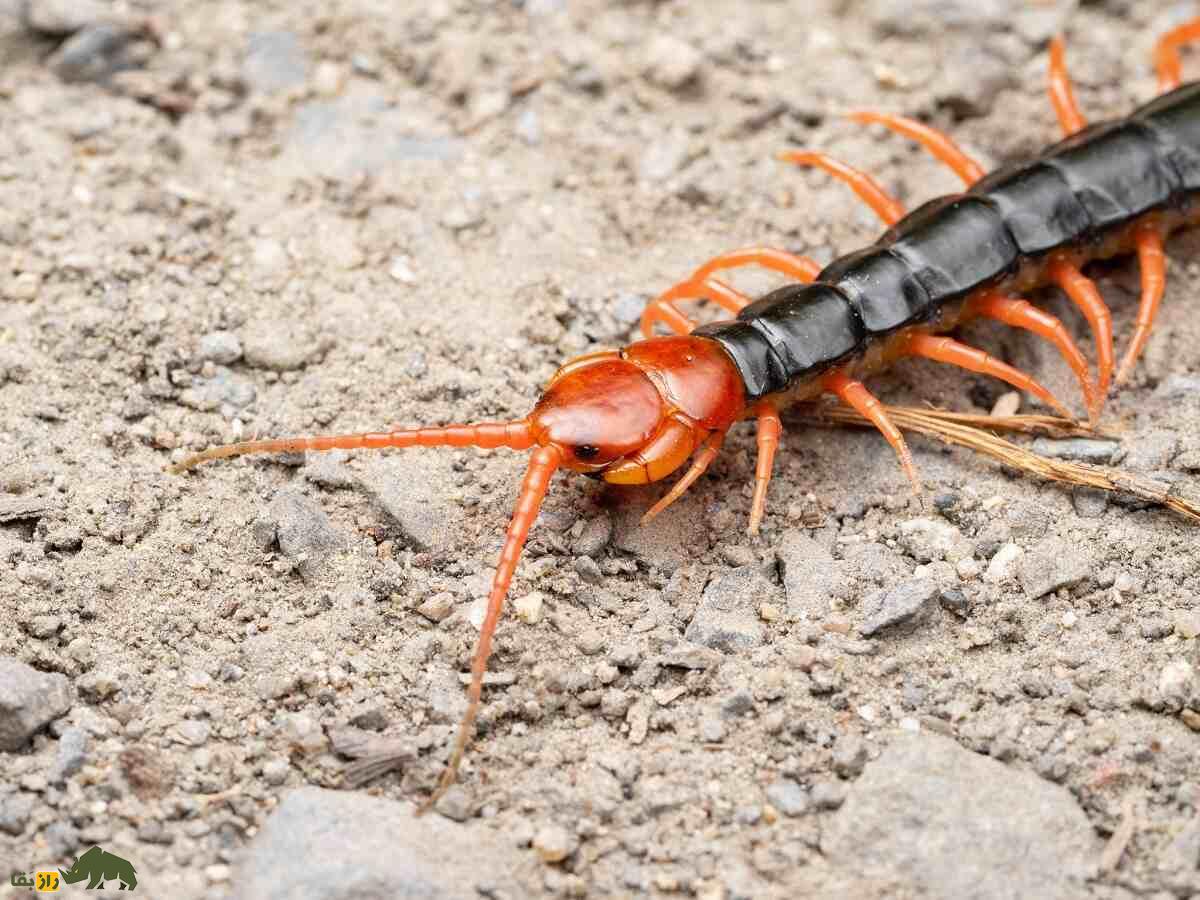 هزارپای سر قرمز چینی؛ خطرناکترین هزارپای جهان که برای درمان جوش استفاده می‌شود