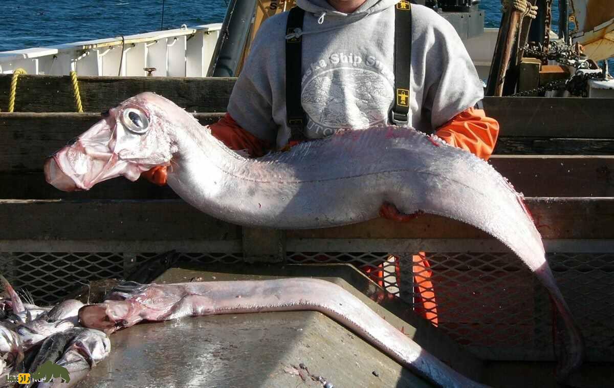 پارو ماهی؛ ماهی عجیبی که وقتی پیدا میشود زلزله رخ میدهد! پارو ماهی؛ ماهی عجیبی که وقتی پیدا میشود زلزله رخ میدهد!