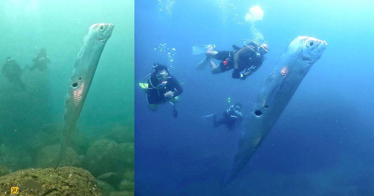 پارو ماهی؛ ماهی عجیبی که وقتی پیدا میشود زلزله رخ میدهد و با دیدن شکارچیان دمش را قطع میکند پارو ماهی؛ ماهی عجیبی که وقتی پیدا میشود زلزله رخ میدهد و با دیدن شکارچیان دمش را قطع میکند