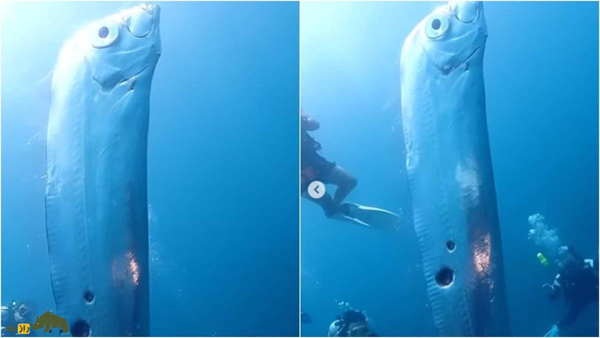 پارو ماهی؛ ماهی عجیبی که وقتی پیدا میشود زلزله رخ میدهد و با دیدن شکارچیان دمش را قطع میکند پارو ماهی؛ ماهی عجیبی که وقتی پیدا میشود زلزله رخ میدهد و با دیدن شکارچیان دمش را قطع میکند