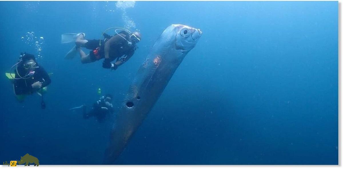 پارو ماهی؛ ماهی عجیبی که وقتی پیدا میشود زلزله رخ میدهد و با دیدن شکارچیان دمش را قطع میکند پارو ماهی؛ ماهی عجیبی که وقتی پیدا میشود زلزله رخ میدهد و با دیدن شکارچیان دمش را قطع میکند