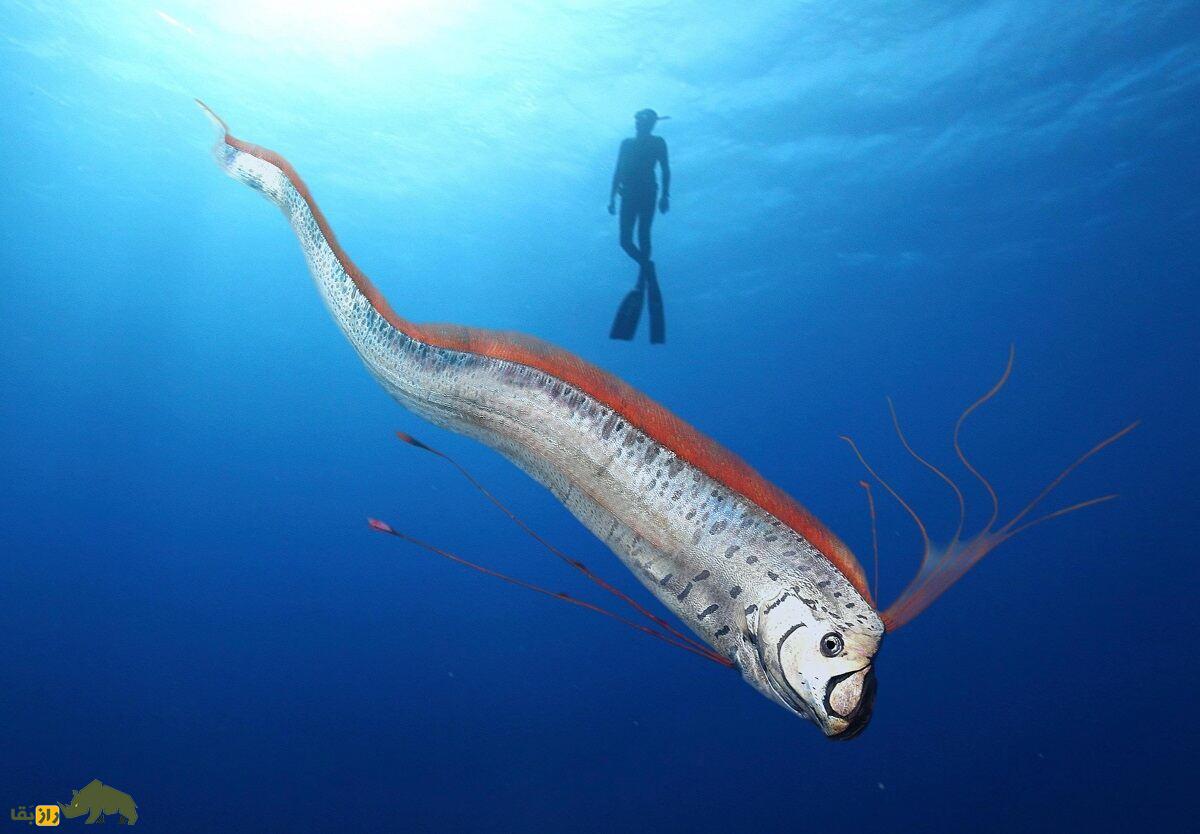 پارو ماهی؛ ماهی عجیبی که وقتی پیدا میشود زلزله رخ میدهد و با دیدن شکارچیان دمش را قطع میکند پارو ماهی؛ ماهی عجیبی که وقتی پیدا میشود زلزله رخ میدهد و با دیدن شکارچیان دمش را قطع میکند