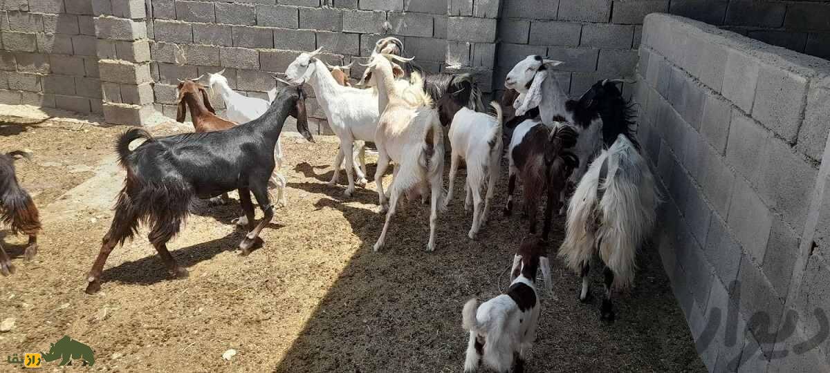 بز نجدی؛ بز خوزستانی شبیه آهو که نازک نارنجیترین بز ایران است! بز نجدی؛ بز خوزستانی شبیه آهو که نازک نارنجیترین بز ایران است!