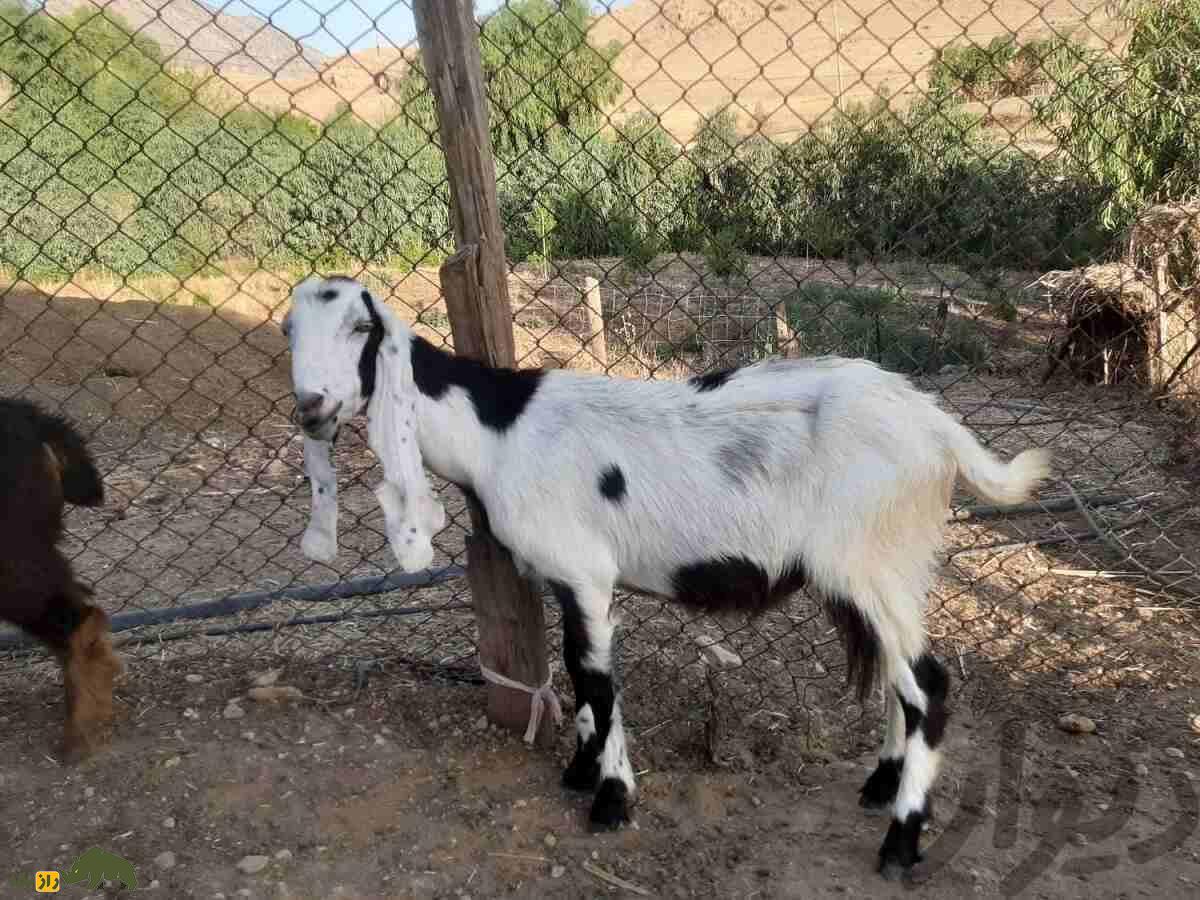 بز نجدی؛ بز خوزستانی شبیه آهو که سوسولترین بز ایران است بز نجدی؛ بز خوزستانی شبیه آهو که سوسولترین بز ایران است