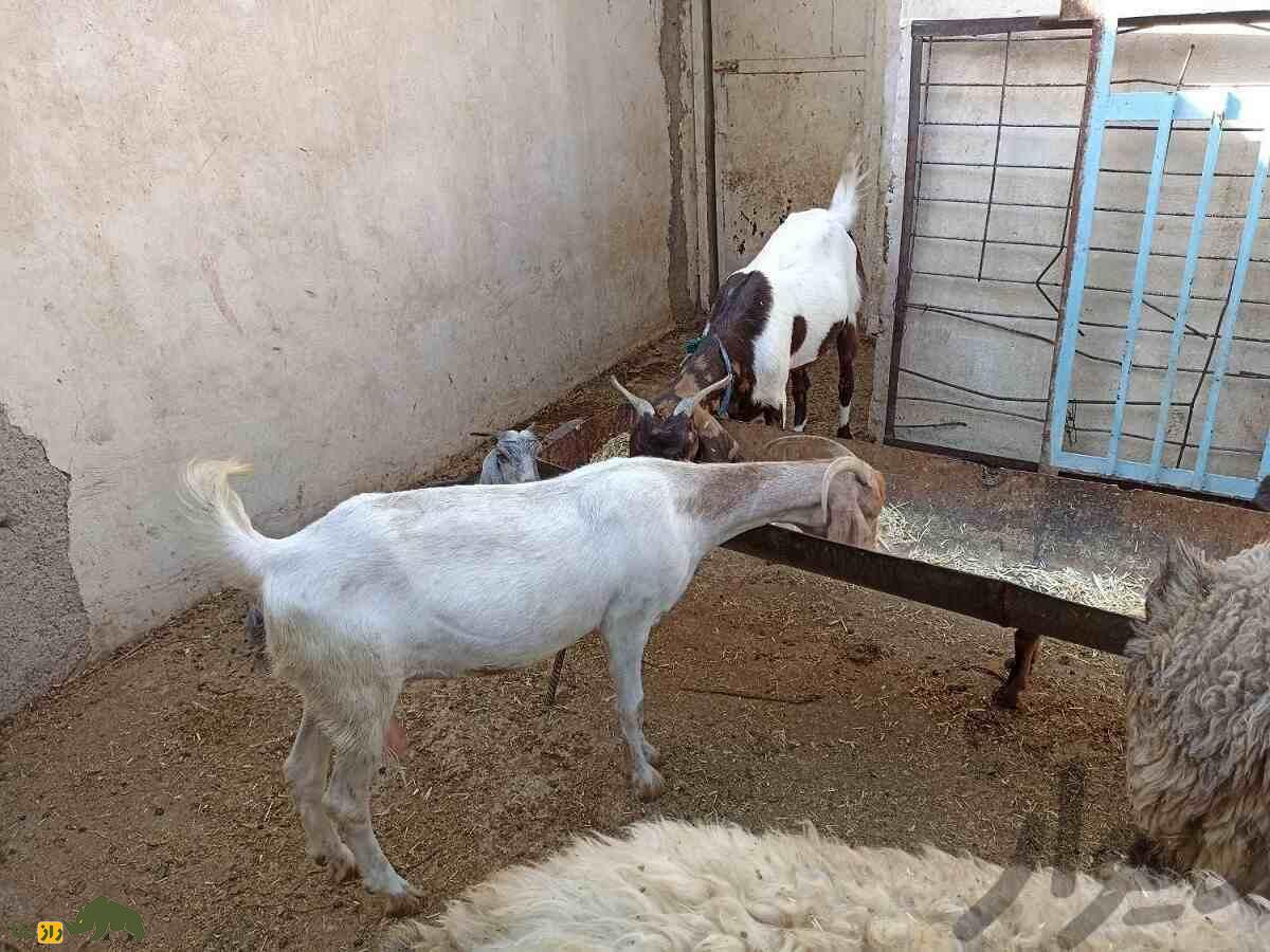 بز نجدی؛ بز خوزستانی شبیه آهو که سوسولترین بز ایران است بز نجدی؛ بز خوزستانی شبیه آهو که سوسولترین بز ایران است