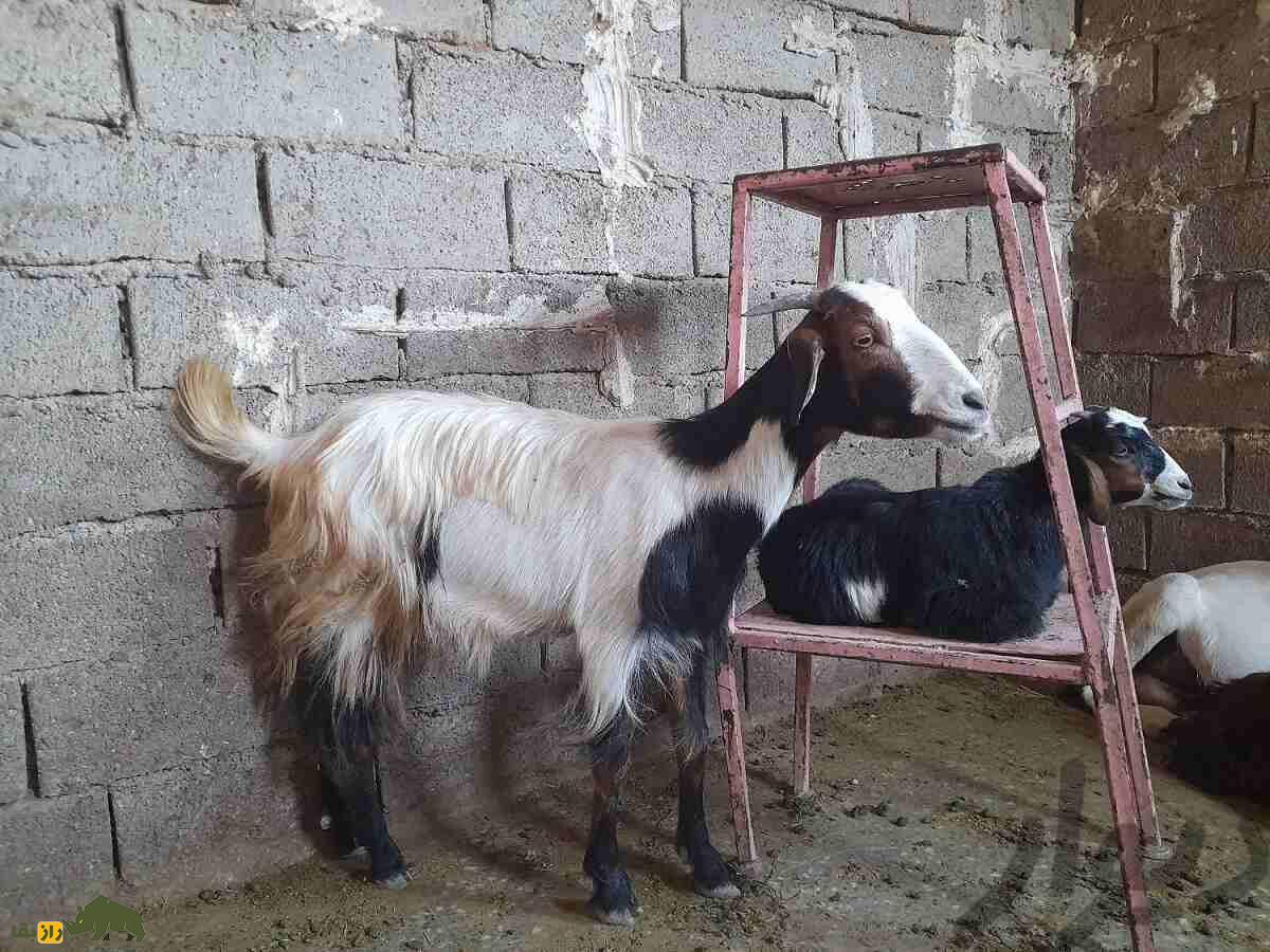 بز نجدی؛ بز خوزستانی شبیه آهو که سوسولترین بز ایران است بز نجدی؛ بز خوزستانی شبیه آهو که سوسولترین بز ایران است