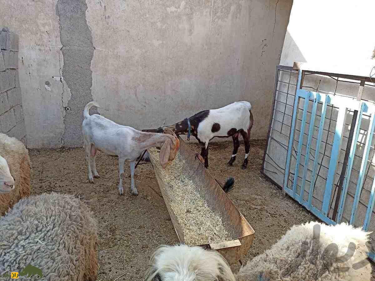 بز نجدی؛ بز خوزستانی شبیه آهو که سوسولترین بز ایران است بز نجدی؛ بز خوزستانی شبیه آهو که سوسولترین بز ایران است