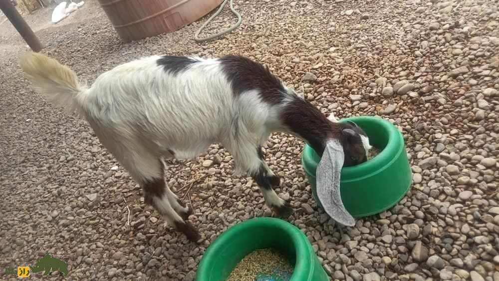 بز نجدی؛ بز خوزستانی شبیه آهو که سوسولترین بز ایران است بز نجدی؛ بز خوزستانی شبیه آهو که سوسولترین بز ایران است