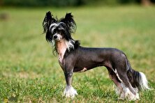 سگ کاکل‌دار چینی؛ سگ خانگی عجیبی که زشت‌ترین سگ دنیاست