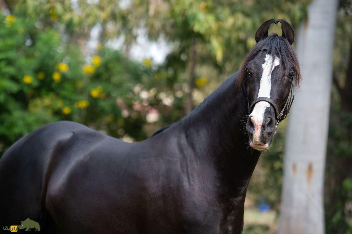 اسب مارواری؛ اسب هندی عجیبی که گوشهایش به هم چسبیده هستند اسب مارواری؛ اسب هندی عجیبی که گوشهایش به هم چسبیده هستند