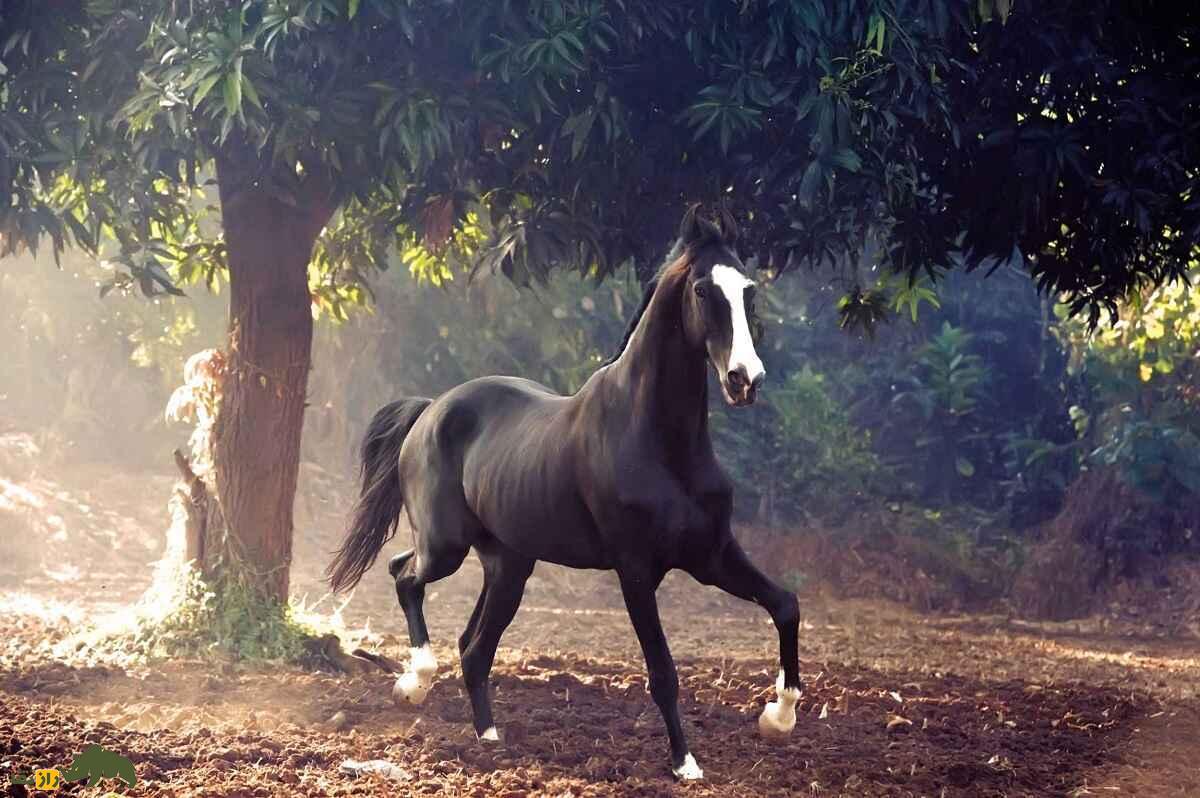 اسب مارواری؛ اسب هندی عجیبی که گوشهایش به هم چسبیده هستند اسب مارواری؛ اسب هندی عجیبی که گوشهایش به هم چسبیده هستند