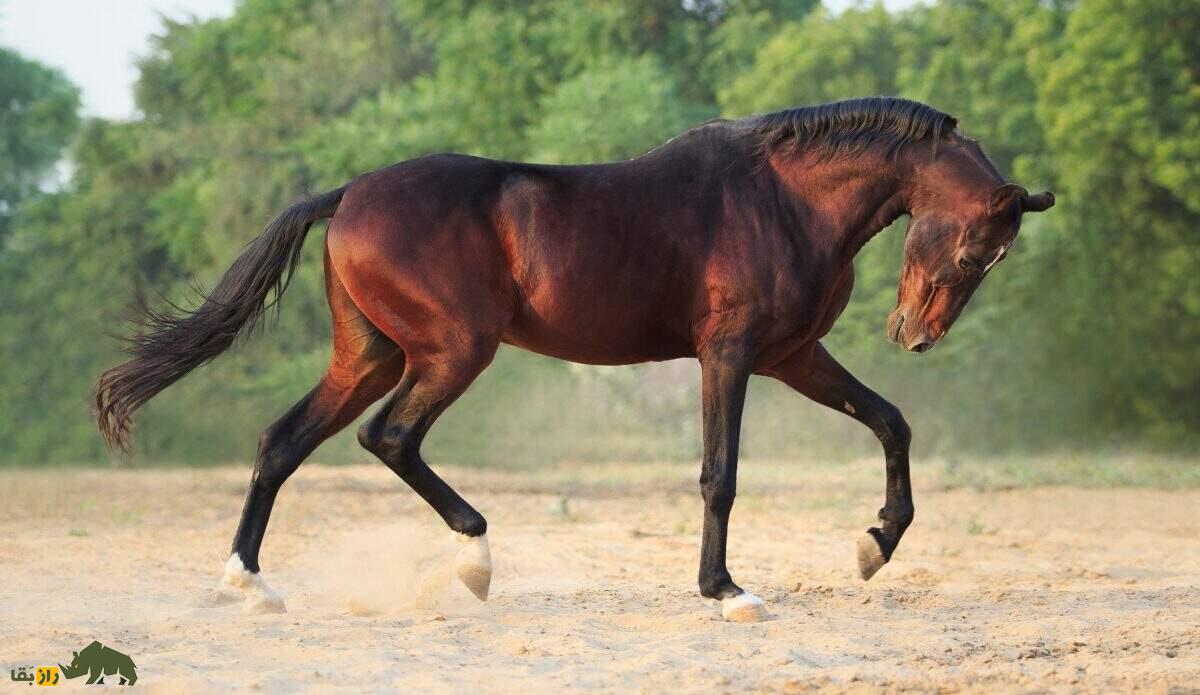 اسب مارواری؛ اسب هندی عجیبی که گوشهایش به هم چسبیده هستند اسب مارواری؛ اسب هندی عجیبی که گوشهایش به هم چسبیده هستند