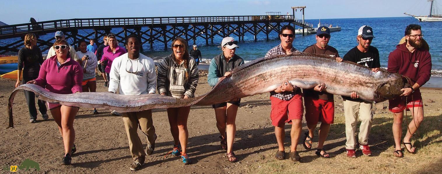پارو ماهی؛ ماهی عجیبی که وقتی سر و کلهاش پیدا شود، زلزله میآید! پارو ماهی؛ ماهی عجیبی که وقتی سر و کلهاش پیدا شود، زلزله میآید!