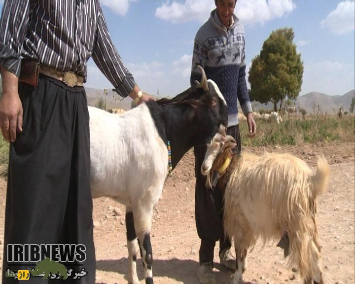 بز «اَرجِنَکی»؛ بز ایرانی گوسالهای شکل ۱۵۰ کیلویی که هم قیمت اسب است و توسط «سلطان مار» ایران پرورش یافت بز «اَرجِنَکی»؛ بز ایرانی گوسالهای شکل ۱۵۰ کیلویی که هم قیمت اسب است و توسط «سلطان مار» ایران پرورش یافت