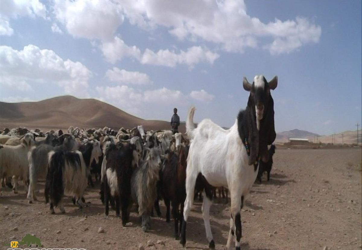 بز «اَرجِنَکی»؛ پرورش نژاد جدیدی از بز در ایران با وزن ۱۵۰ کیلوگرم توسط سلطان مار!