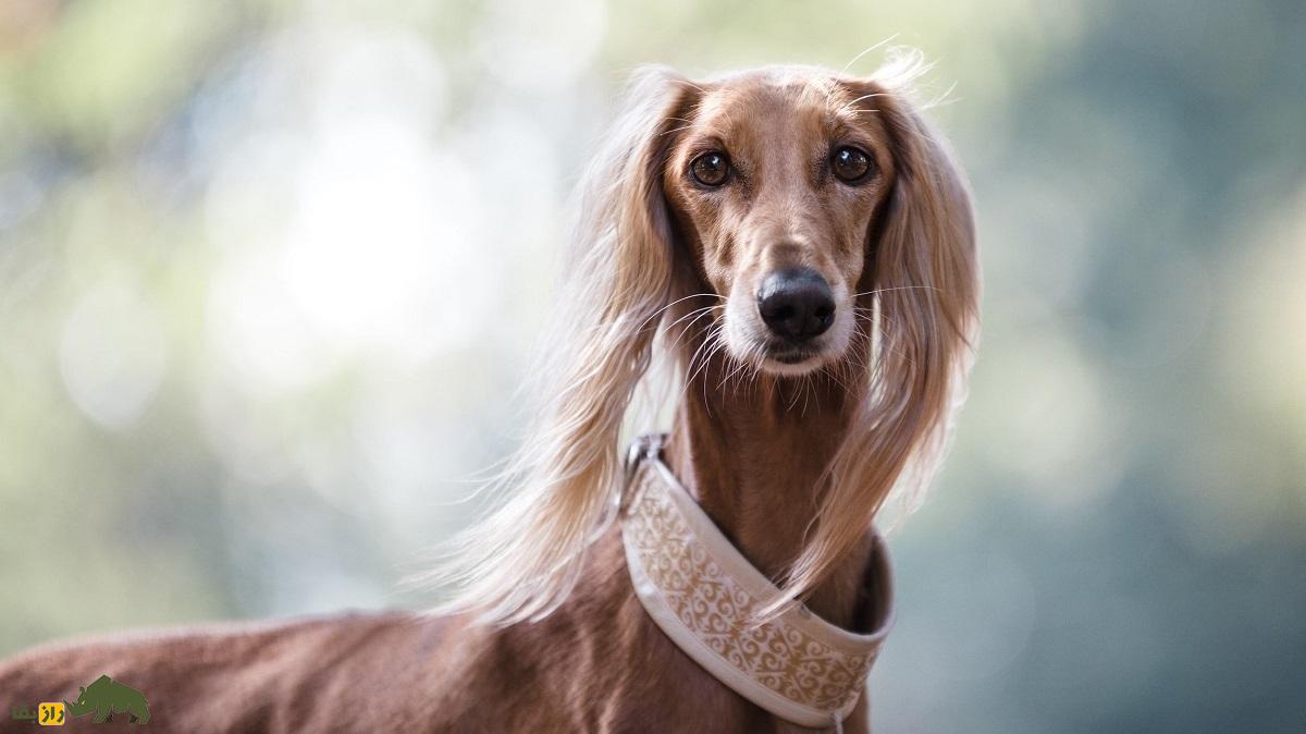 سگ بلوچی؛ سگ بلند و باریک سیستان و بلوچستانی که منشأ سگ معروف افغان است