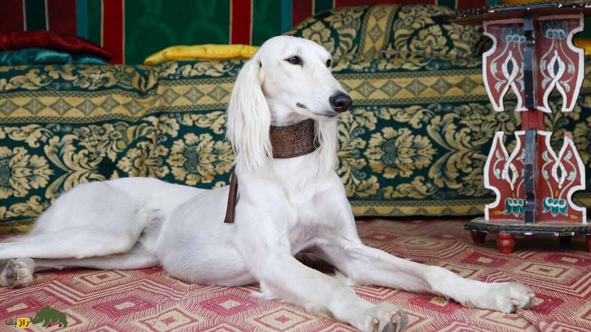 سگ بلوچی؛ سگ بلند و باریک سیستان و بلوچستانی که منشأ سگ معروف افغان است
