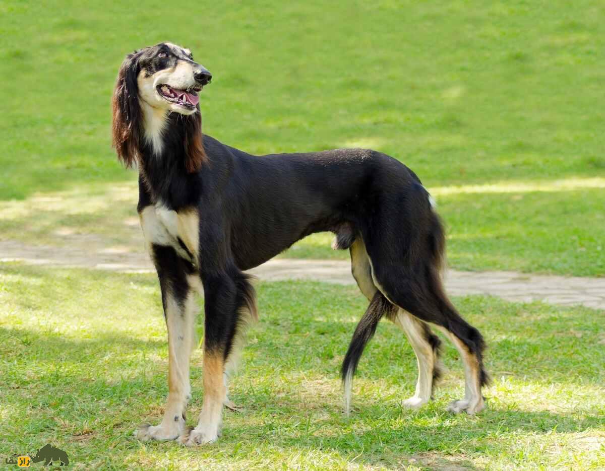 سگ بلوچی؛ سگ بلند و باریک سیستان و بلوچستانی که منشأ سگ معروف افغان است