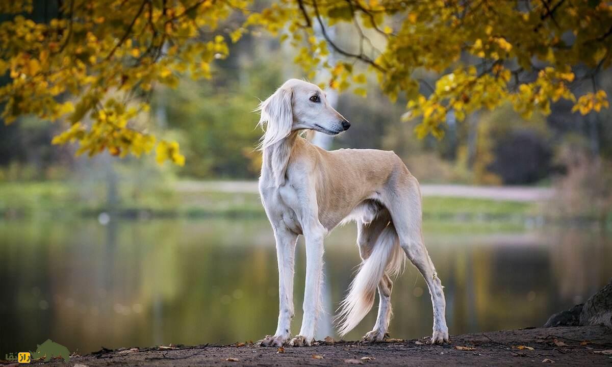 سگ بلوچی؛ سگ بلند و باریک سیستان و بلوچستانی که منشأ سگ معروف افغان است
