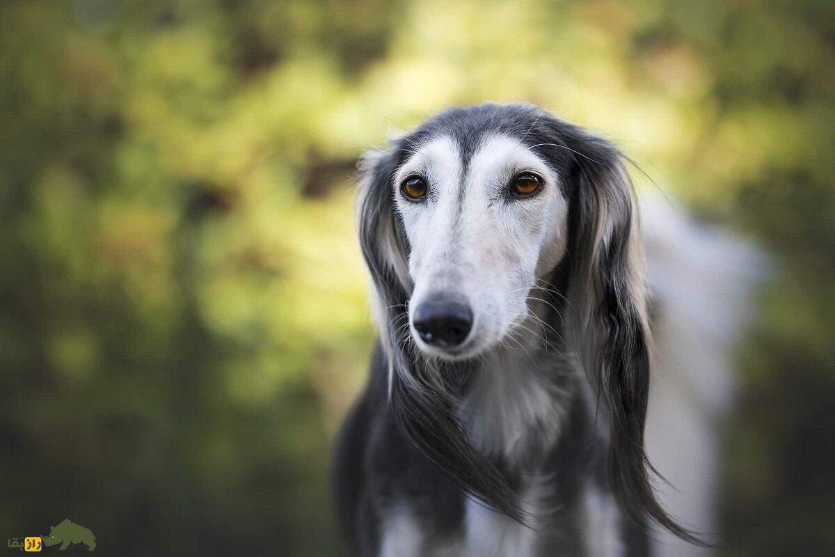 سگ بلوچی؛ سگ بلند و باریک سیستان و بلوچستانی که منشأ سگ معروف افغان است