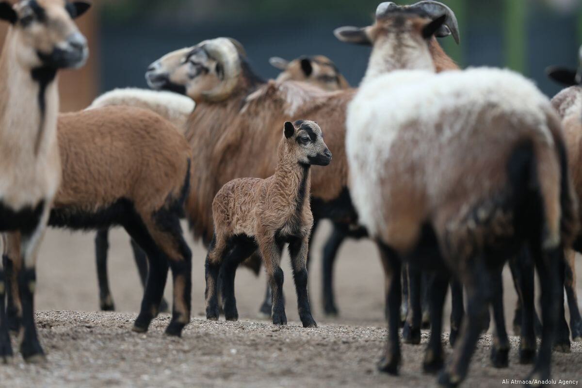 گوسفند شکمسیاه «باربادوس»؛ گوسفندی شبیه «بز» که نیاز به انگلزدایی ندارد گوسفند شکمسیاه «باربادوس»؛ گوسفندی شبیه «بز» که نیاز به انگلزدایی ندارد