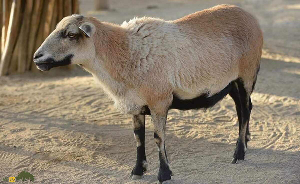 گوسفند شکمسیاه «باربادوس»؛ گوسفندی بسیار مقاوم و شبیه «بز» که نیاز به انگلزدایی ندارد گوسفند شکمسیاه «باربادوس»؛ گوسفندی بسیار مقاوم و شبیه «بز» که نیاز به انگلزدایی ندارد