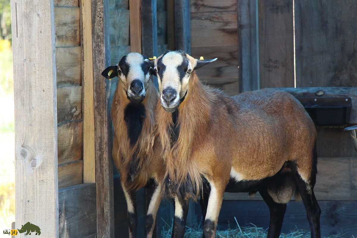 گوسفند شکمسیاه «باربادوس»؛ گوسفندی بسیار مقاوم و شبیه «بز» که نیاز به انگلزدایی ندارد گوسفند شکمسیاه «باربادوس»؛ گوسفندی بسیار مقاوم و شبیه «بز» که نیاز به انگلزدایی ندارد
