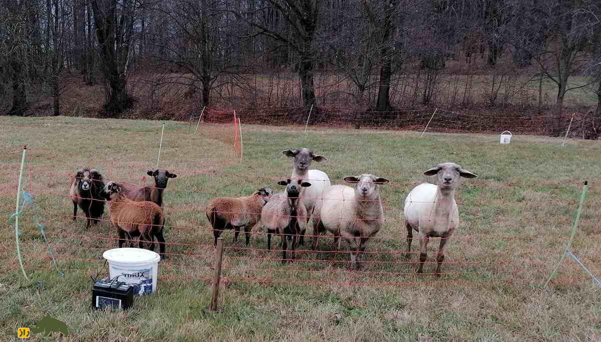 گوسفند شکمسیاه «باربادوس»؛ گوسفندی بسیار مقاوم و شبیه «بز» که نیاز به انگلزدایی ندارد گوسفند شکمسیاه «باربادوس»؛ گوسفندی بسیار مقاوم و شبیه «بز» که نیاز به انگلزدایی ندارد