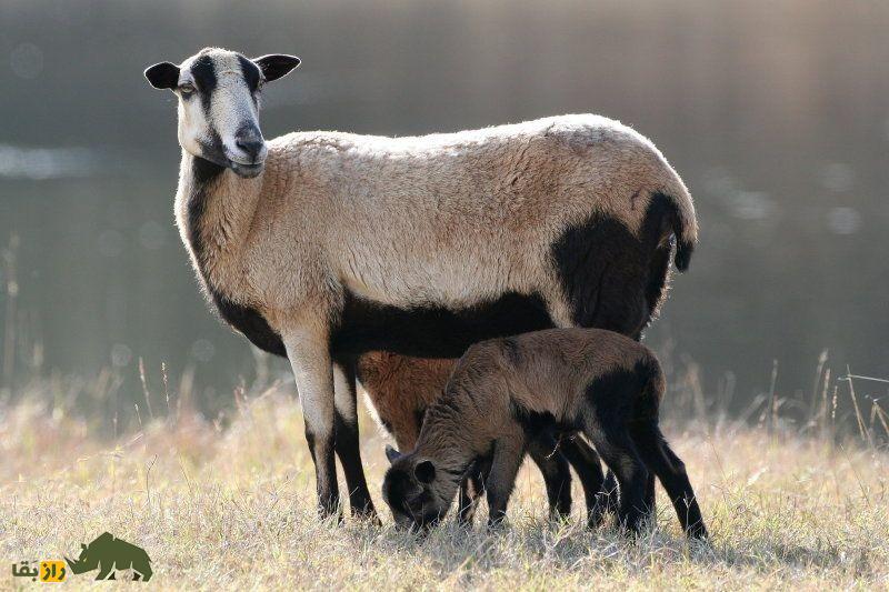 گوسفند شکمسیاه «باربادوس»؛ گوسفندی بسیار مقاوم و شبیه «بز» که نیاز به انگلزدایی ندارد گوسفند شکمسیاه «باربادوس»؛ گوسفندی بسیار مقاوم و شبیه «بز» که نیاز به انگلزدایی ندارد