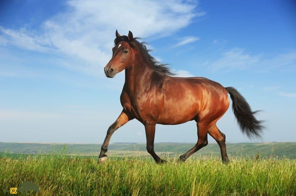 اسب «قرابایر» ازبکستان؛ اسبی که کشورها برای به دست آوردنش به خشونت متوسل شدند اسب «قرابایر» ازبکستان؛ اسبی که کشورها برای به دست آوردنش به خشونت متوسل شدند