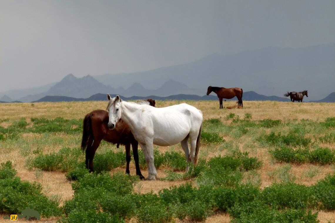 اسب «قرابایر» ازبکستان؛ اسبی که کشورها برای به دست آوردنش به خشونت متوسل شدند اسب «قرابایر» ازبکستان؛ اسبی که کشورها برای به دست آوردنش به خشونت متوسل شدند