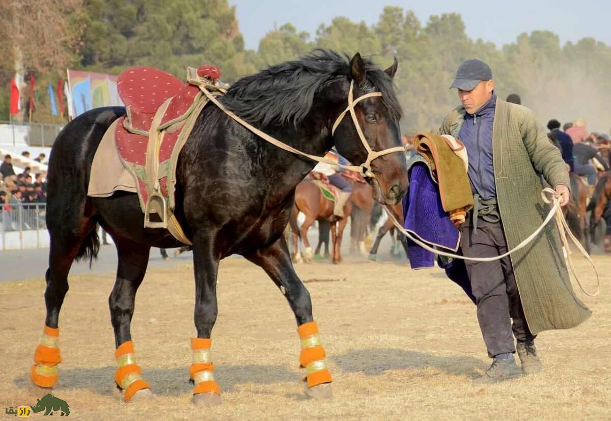 اسب «قرابایر» ازبکستان؛ اسبی که کشورها برای به دست آوردنش به خشونت متوسل شدند اسب «قرابایر» ازبکستان؛ اسبی که کشورها برای به دست آوردنش به خشونت متوسل شدند