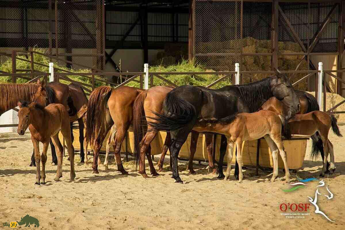 اسب «قرابایر» ازبکستان؛ اسبی که کشورها برای به دست آوردنش به خشونت متوسل شدند اسب «قرابایر» ازبکستان؛ اسبی که کشورها برای به دست آوردنش به خشونت متوسل شدند