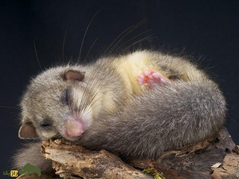 «ترمز اضطراری»؛ کشفی که می‌تواند همه موجودات زنده زمین را به خواب می‌برد!